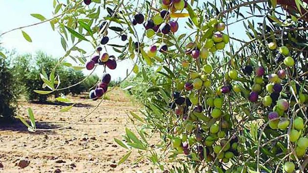تقرير: تغيّر المناخ سيؤدي إلى خسائر سنوية في إنتاج الزيتون 