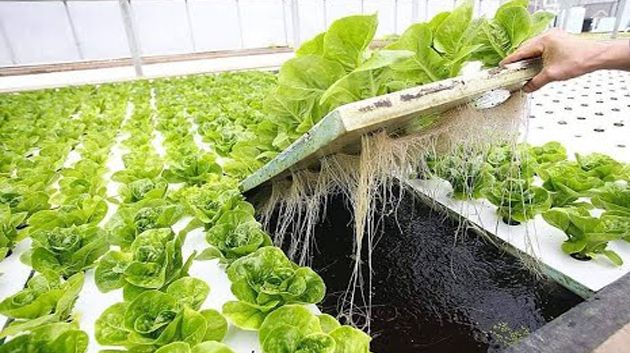 مدير عام وكالة النهوض بالبحث العلمي: الزراعات المائية تستهلك 90% أقلّ من كميات المياه 