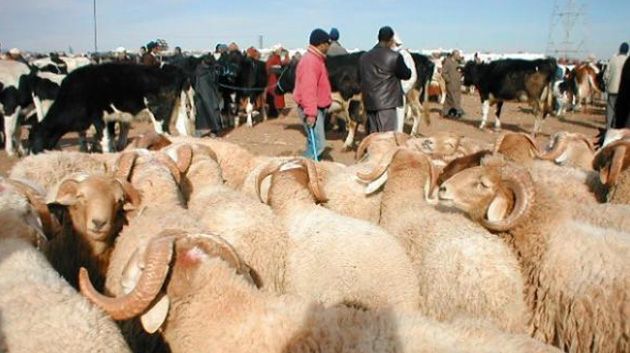 قفصة: توفير 45 ألف رأس غنم استعدادًا لعيد الأضحى