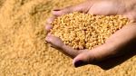 قفصة: توقعات بارتفاع إنتاج القمح مرة و نصف مقارنة بالسنة الماضية 