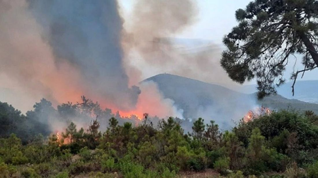 باجة: تسجيل 7 حرائق بين 1 و27 ماي الجاري باجة: تسجيل 7 حرائق بين 1 و27 ماي الجاري