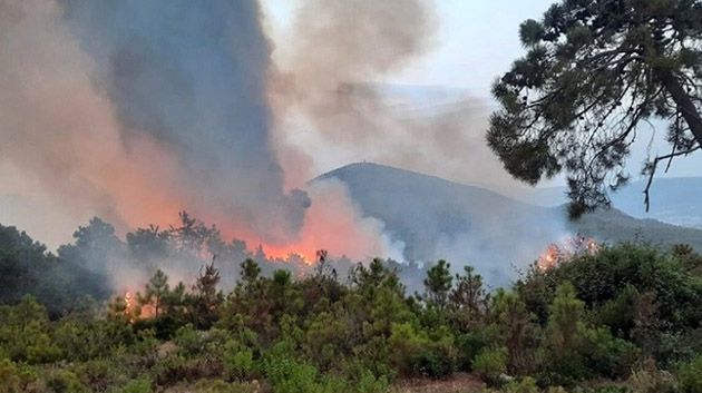 باجة: تسجيل 7 حرائق بين 1 و27 ماي الجاري