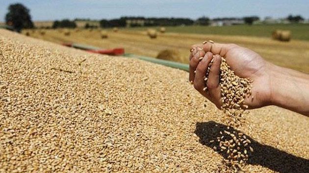 نابل: تقديرات بحصاد حوالي 686 ألف قنطار من الحبوب