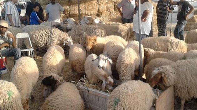 وزارة الفلاحة تكشف عن عدد الأضاحي المتوفرة هذه السنة