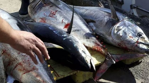 حصة تونس السنوية من صيد التن الاحمر تقدّر ب3 آلاف طن
