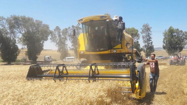 تقديرات صابة الحبوب دون المتوسط مقارنة بالمعدلات العادية