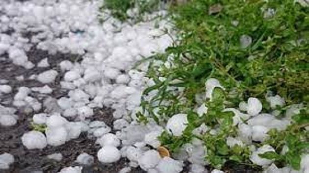 القصرين: حجر البرد يتسبّب في أضرار لمختلف الزراعات 