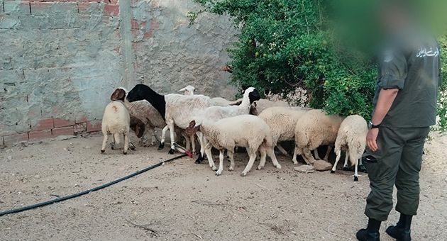 القيروان.. إماطة اللثام عن عملية سرقة