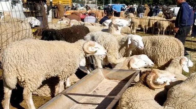 بلدية جمّال: منع بيع الأضاحي بالطرقات والساحات العامة
