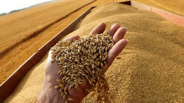 الكاف: تجميع 124 ألف قنطار من الحبوب