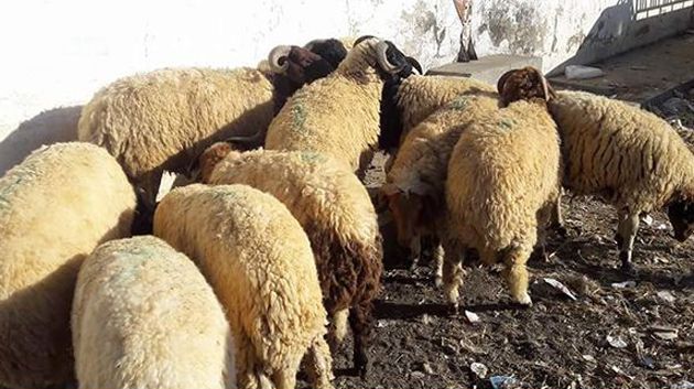 تسجيل حالات بوصفير و جرب في بعض الأضاحي