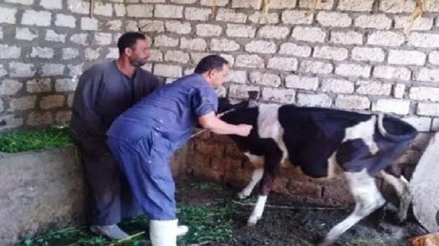 اتحاد الفلاحة يحذّر من مرض حيواني مُعدٍ ظهر في الجزائر و يدعو إلى منع وصوله إلى تونس