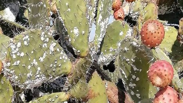 سليانة: تضرر 1.5 هكتار من التين الشوكي بالحشرة القرمزية