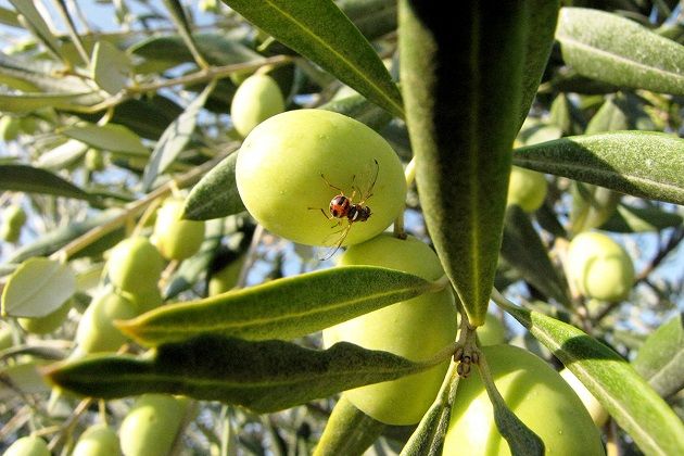 منتشرة في 5 مناطق.. حملة واسعة للتصدي لذبابة الزيتون