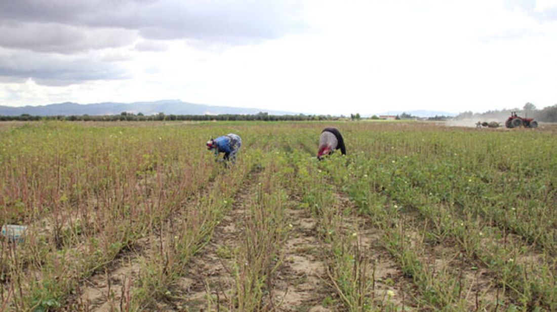 تراجع قيمة الاستثمارات الفلاحية الخاصّة المصادق عليها بـ36،4 % تراجع قيمة الاستثمارات الفلاحية الخاصّة المصادق عليها بـ36،4 %