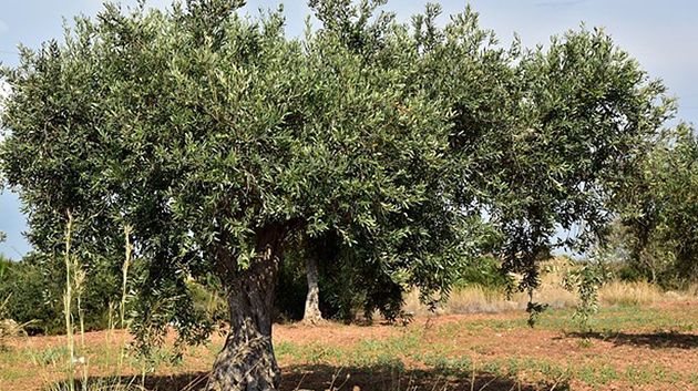 الدعوة إلى الحد من ريّ الزياتين من 15 جويلية إلى 15 أوت 2024
