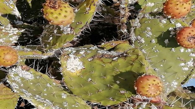 رئيس اتحاد الفلاحين بالمهدية: 'تخصيص أكثر من 2 مليون دينار لمقاومة الحشرة القرمزية'