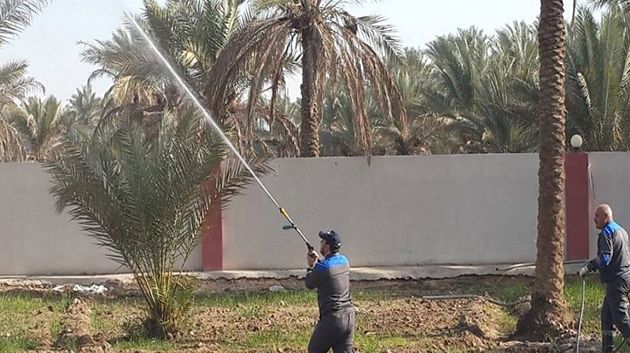 انطلاق حملات المداواة العلاجية لعنكبوت الغبار في عدد من الواحات