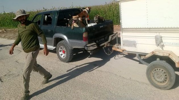 بعد نداء استغاثة عبر الجوهرة أف أم: انطلاق حملة لقنص الخنازير بمعتمدية رجيش‎ (صور)