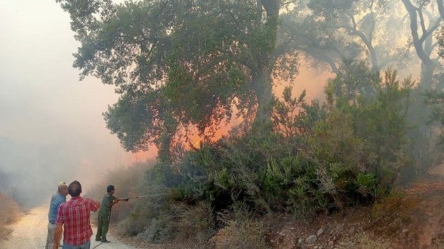 جندوبة.. تواصل محاولات إطفاء حريق اندلع بغابة سيدي صالح بفرنانة (صور)