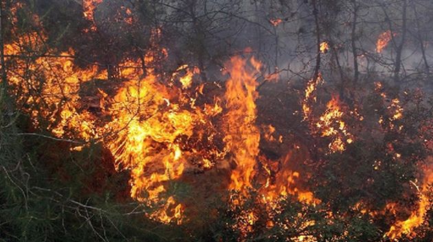 الكاف: إخماد حريق إندلع بغابة جبل المنجم