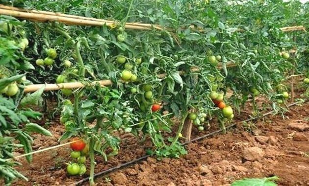 مجمع صناعات المصبرات الغذائية: هكتار الطماطم يتكلّف على الفلاح 20 ألف دينار