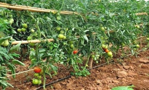 مجمع صناعات المصبرات الغذائية: هكتار الطماطم يتكلّف على الفلاح 20 ألف دينار