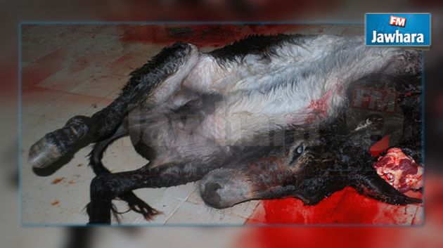 قرمبالية : حجز كمية من جلود الحمير