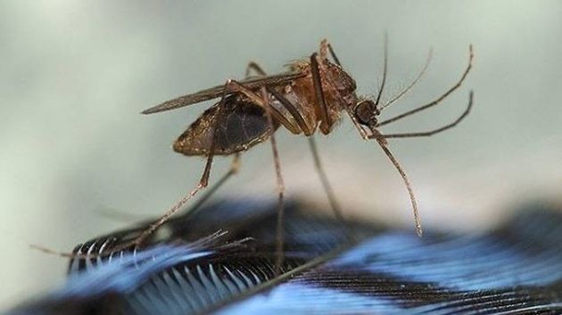 بسبب فيروس قاتل..حظر تجوّل في ولاية أمريكية