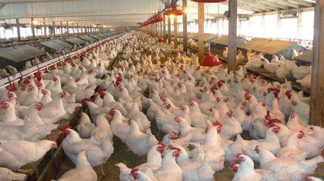 نابل: تحديد أسعار بعض أصناف اللحوم البيضاء يُسبب اضطرابا في السوق