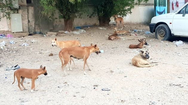 إدارة المصالح البيطرية: ارتفاع ملحوظ في بؤر انتشار داء الكلب خلال السنة الحالية