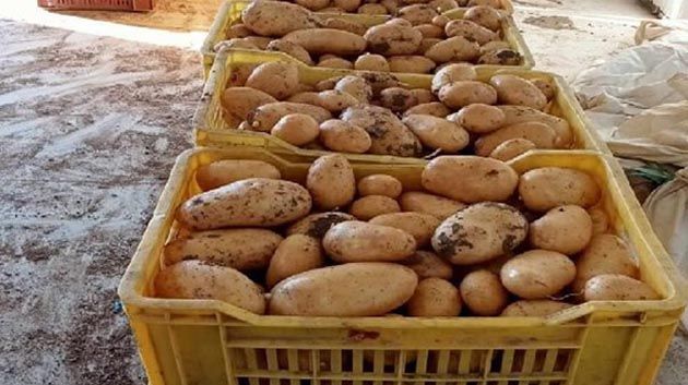 بنزرت: حجز حوالي 2,5 طن من مادة البطاطا