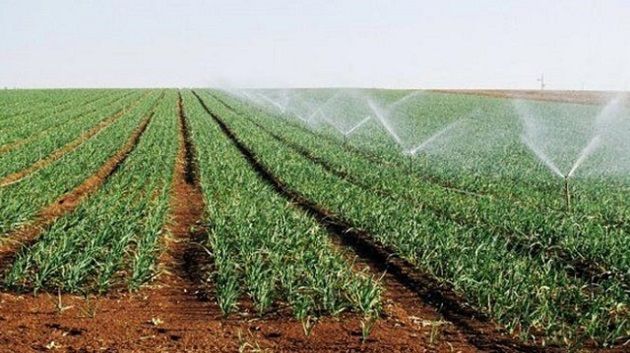 سوسة: رئيس اتحاد الفلاحة يحذّر من تواصل إهمال المساحات السقوية