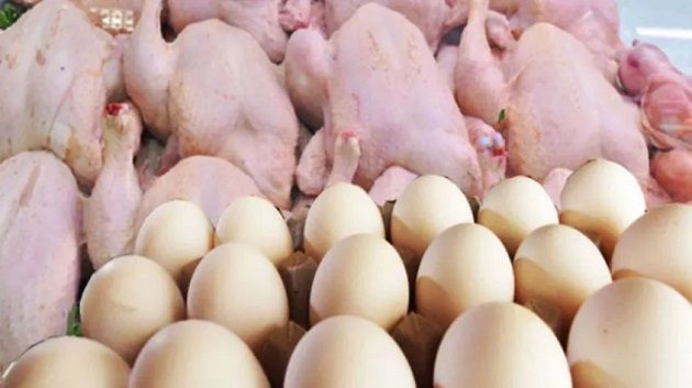 رئيس غرفة تجار الدواجن: عمليات تزويد السوق باللحوم البيضاء والبيض عادت إلى وتيرتها