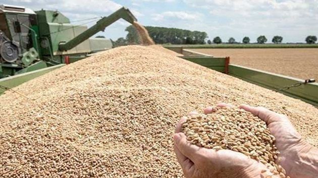 تجميع 6.5 مليون قنطار من الحبوب