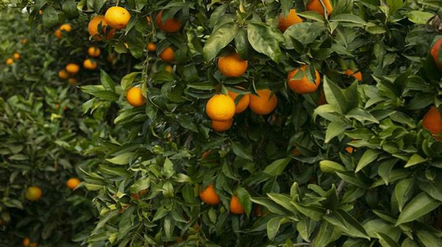نابل: توقع تراجع انتاج القوارص بنسبة 15 % للموسم الحالي