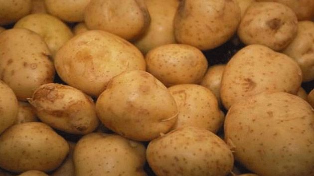 انطلاق موسم زراعة البطاطا الآخر فصلية في ولاية نابل