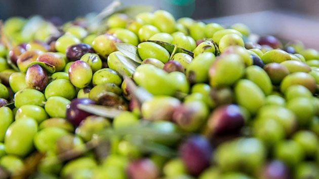 باجة: توقع زيادة في إنتاج الزيتون للموسم الحالي بـ16 الف طن