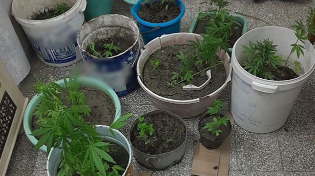 منزل تميم: الإحتفاظ بشخص يزرع 'الماريخوانا' في أوعية بنية الإتجار فيها
