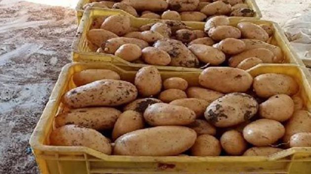 سوسة: حجز 3,2 طن من البطاطا بأحد مخازن التبريد بمساكن