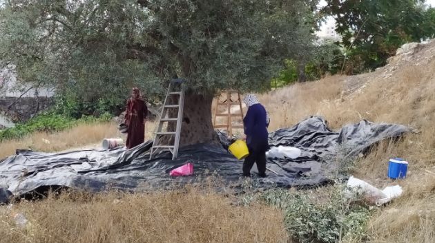 وزارتا الفلاحة والصناعة: تاريخ انطلاق وغلق موسم جني وتحويل الزيتون