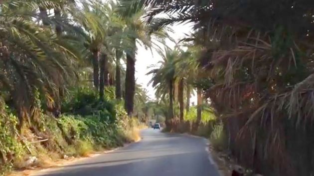 تضرر حواليْ 90 % من منتوج واحات تمغزة