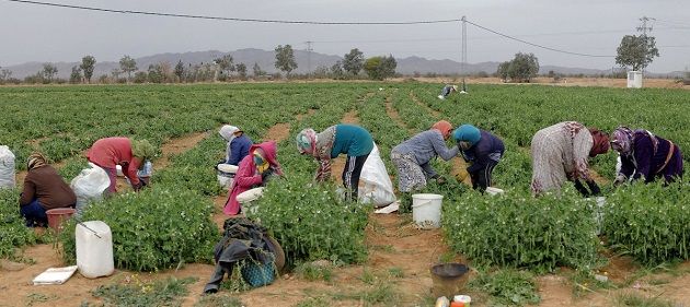 نحو إحداث فيدرالية المرأة الفلاحة و فيدرالية الفلاحين الشبان