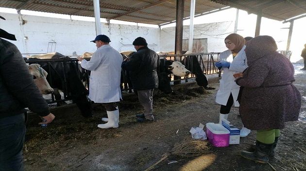 وزارة الفلاحة: انطلاق حملة التلقيح ضدّ مرض الجلد العقدي لدى الأبقار