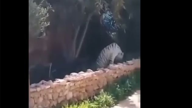 صفاقس: نمر يتجوّل في منطقة الشيحية !؟