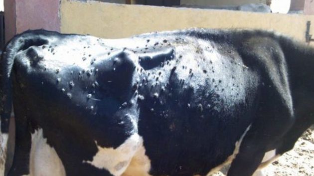 اتفاقيّة تعاون مع ممثلي البياطرة الخواص لتعزيز المجهود الوطني في مكافحة مرض الجلد العقدي