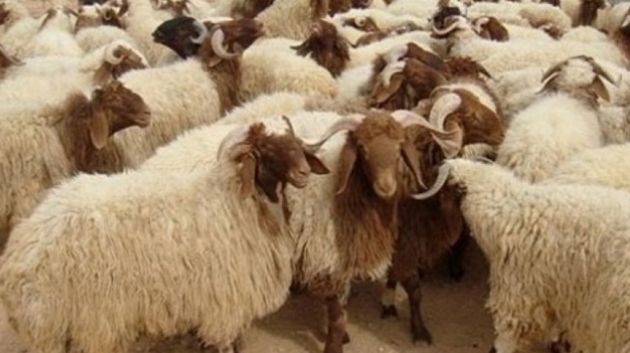 الإحتفاظ بشخصيْن من أجل سرقة مواشي في سيدي بوزيد