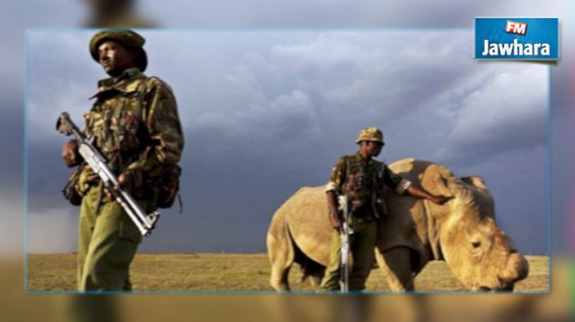 حراسة مسلحة لآخر ذكر وحيد القرن الأبيض في العالم 