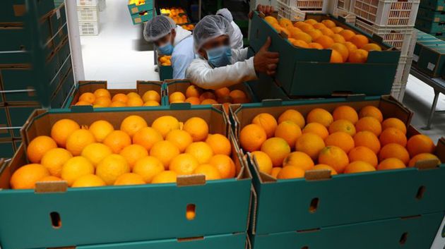 نابل : انطلاق تصدير القوارص نحو السوق الفرنسية‎