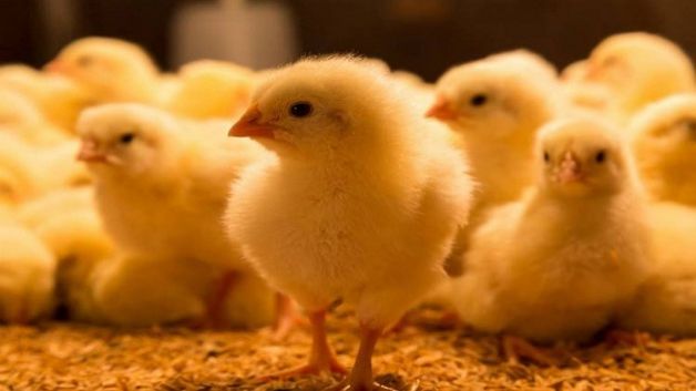 رئيس الغرفة الوطنية لتجار الدواجن: أين ذهبت الـ 15 الف طن